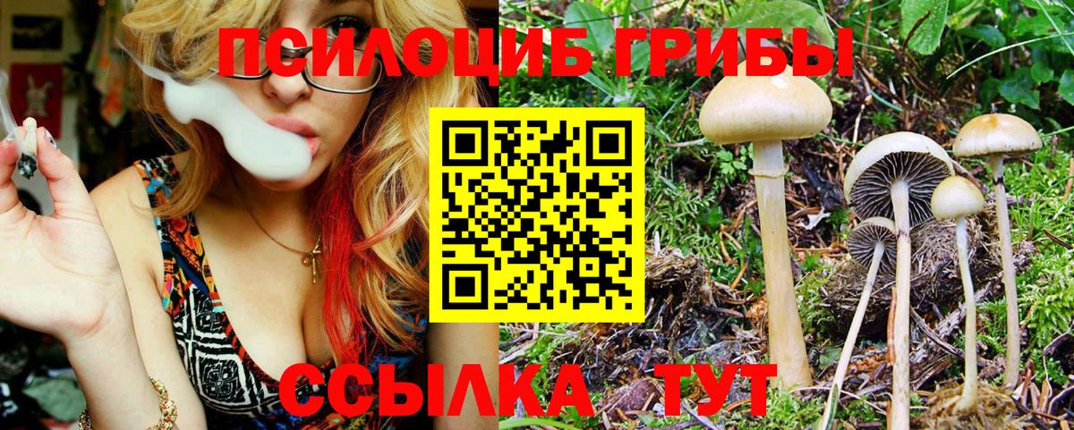 Россошь  Псилоцибиновые грибы MAGIC MUSHROOMS  Вход с VPN  Галлюциногенные грибы Psilocybine cubensis 